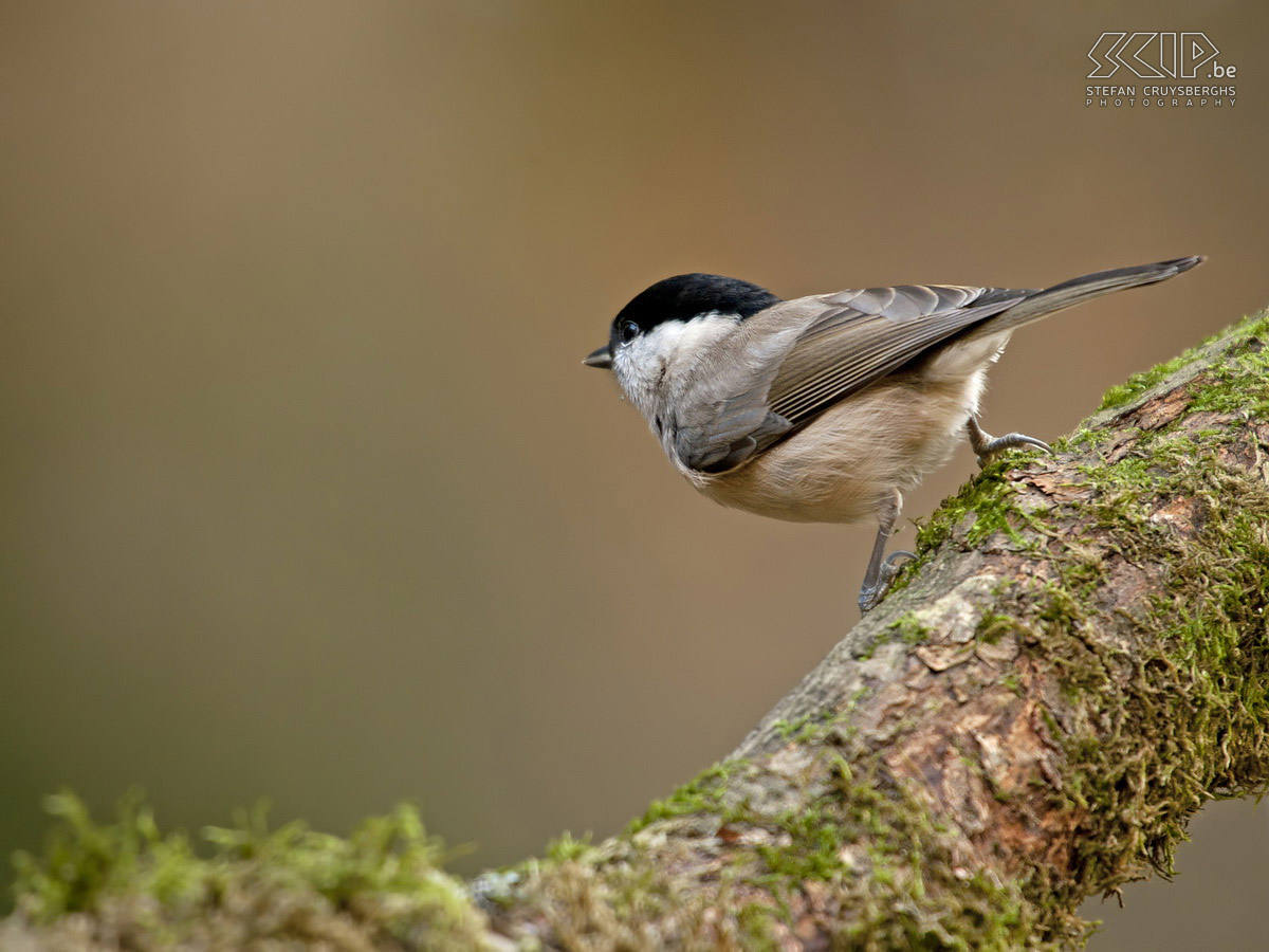 Birds in the Belgian Ardennes - Willow tit Willow tit (Poecile montanus) Stefan Cruysberghs